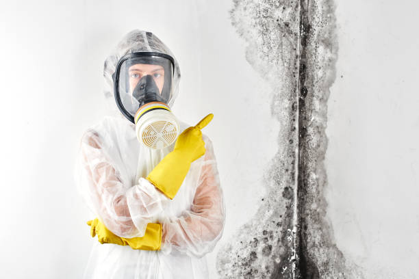 Best Mold Odor Removal Services in Allentown, NJ